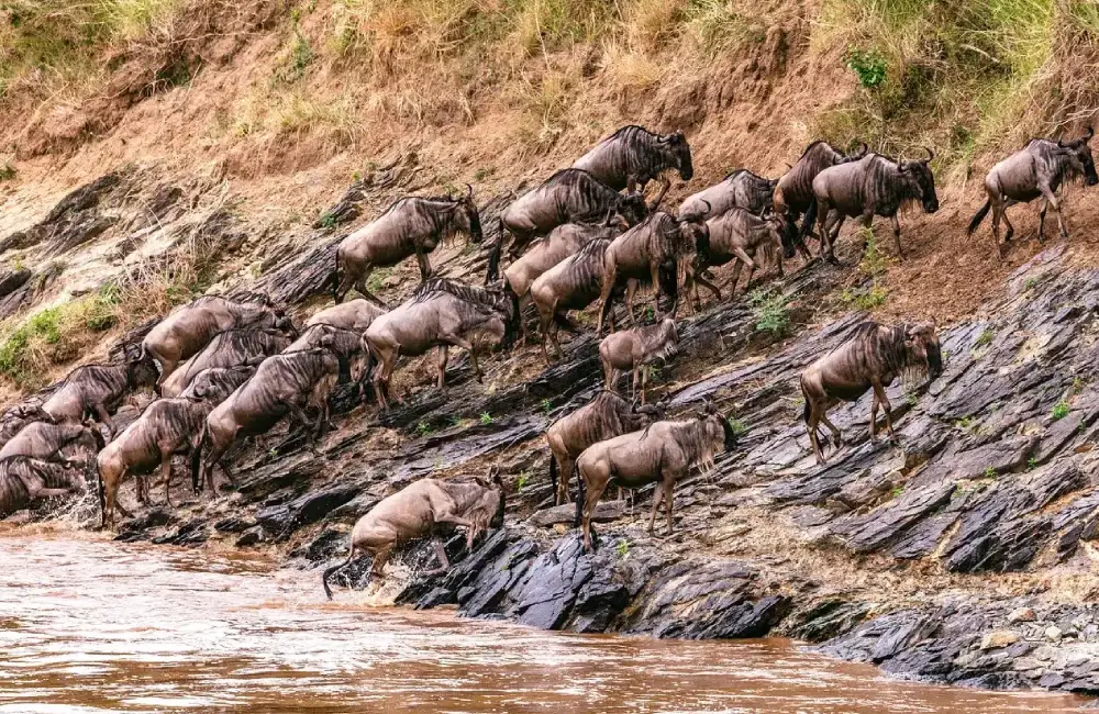 Serengeti Safari & Kilimanjaro Climbing: The Complete Tanzania Adventure Guide for Choosing Routes, Costs, Seasons and Safari Experiences