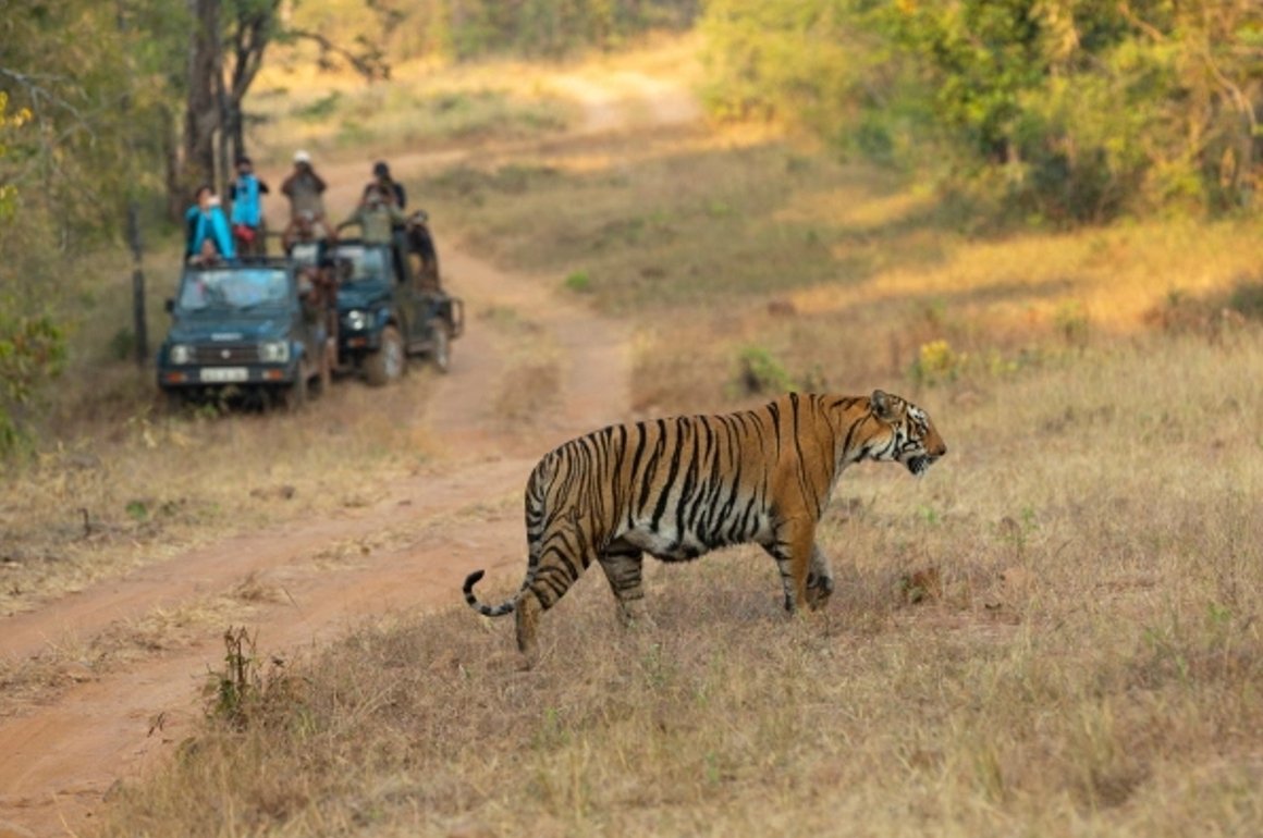 How to Book Ranthambore Safari Online: Booking Tips, Zones, and Best Places to Stay 