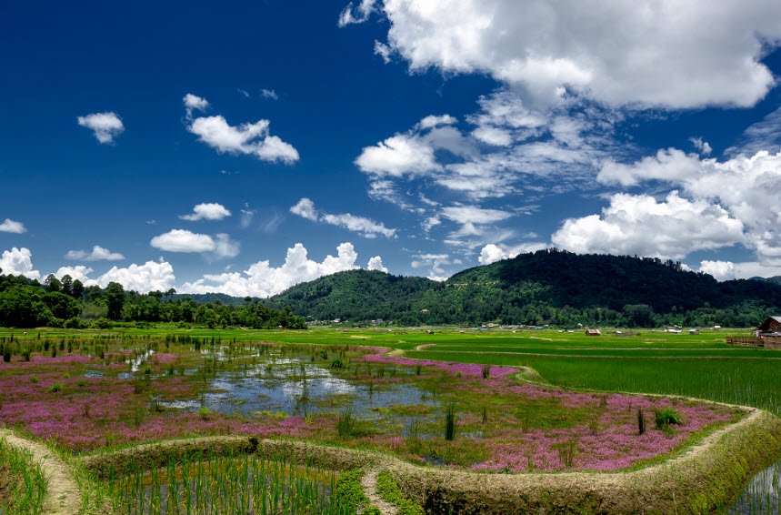 Ziro