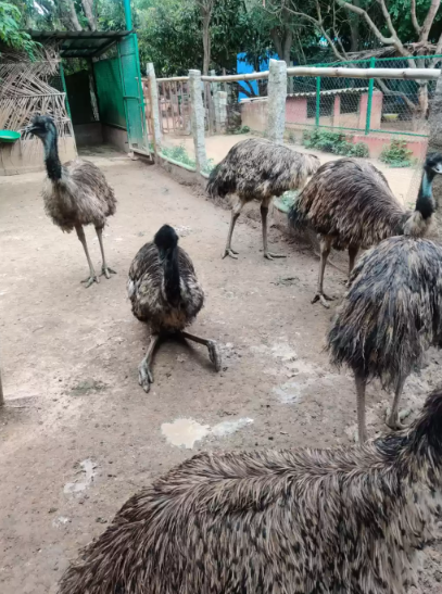 Prani - The Pet Sanctuary
