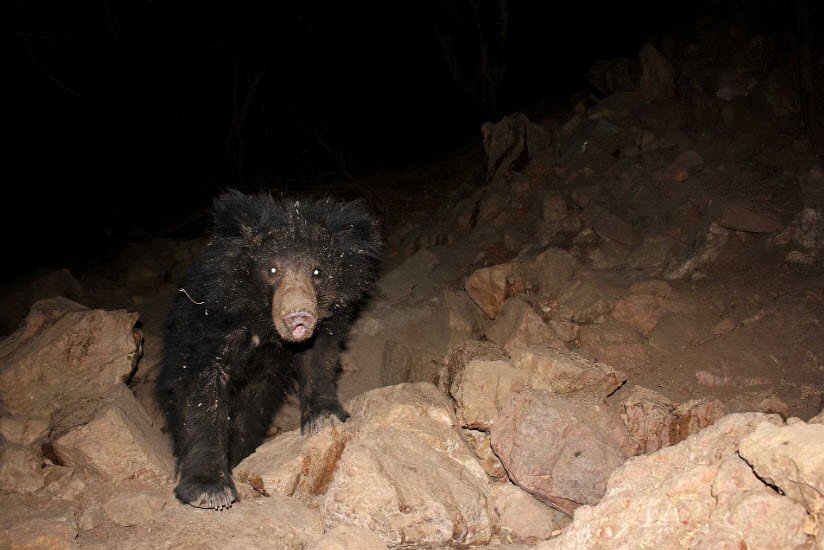 Ratanmahal Wildlife Sanctuary