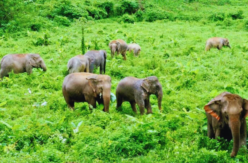 Pushpagiri Reserve Forest Maandalapatti