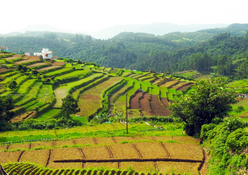 Kookal, Dindigul, Tamil Nadu - Vushii.com Kookal, Dindigul, Tamil Nadu - Vushii.com
