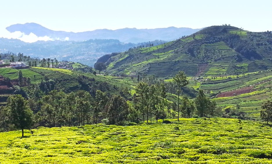 Masinagudi, Nilgiris, Tamil Nadu - Vushii.com Masinagudi, Nilgiris, Tamil Nadu - Vushii.com