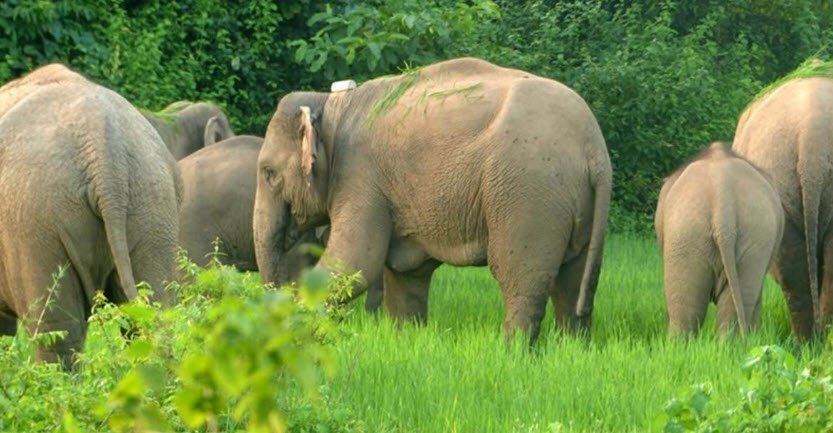 Gaurella-Pendra-Marwahi, Chhattisgarh - Vushii.com