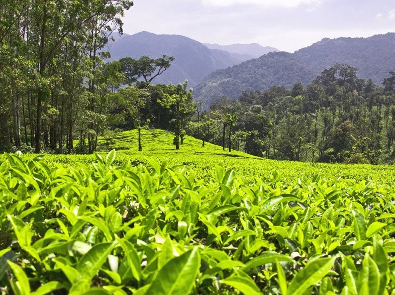 Manjolai, Tirunelveli, Tamil Nadu - Vushii.com Manjolai, Tirunelveli, Tamil Nadu - Vushii.com