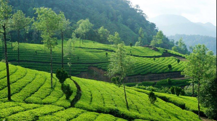 Munnar, Idukki, Kerala - Vushii.com Munnar, Idukki, Kerala - Vushii.com