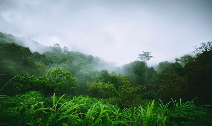 Mudigere, Chikkamagaluru (Chikmagalur), Karnataka - Vushii.com Mudigere, Chikkamagaluru (Chikmagalur), Karnataka - Vushii.com