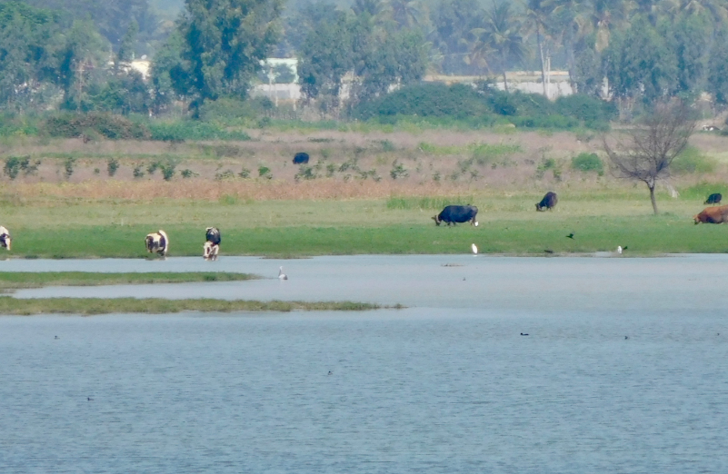 Hoskote Lake, Bengaluru (Bangalore) Rural, Karnataka - Vushii.com Hoskote Lake, Bengaluru (Bangalore) Rural, Karnataka - Vushii.com