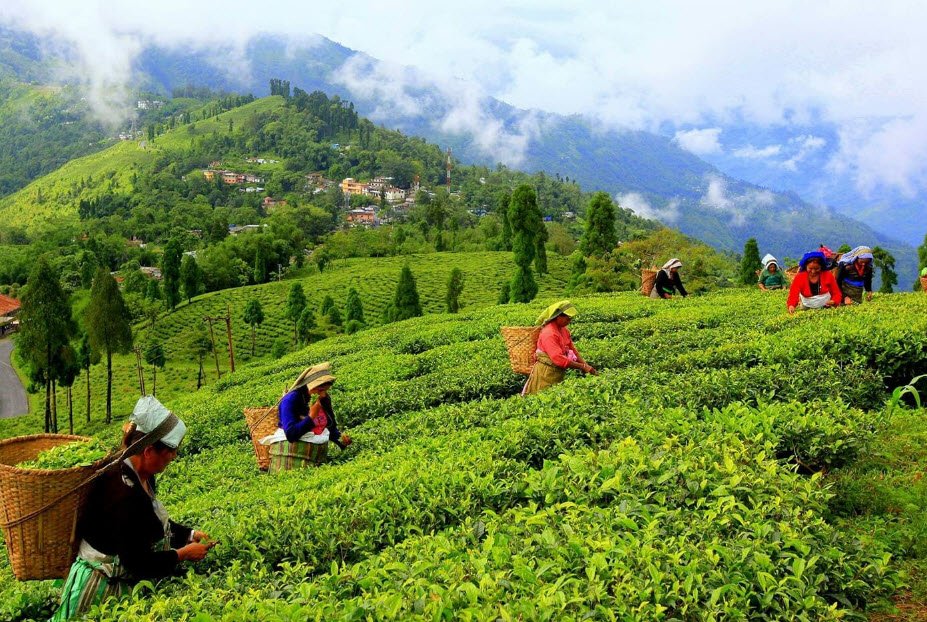 Soureni, Darjeeling, West Bengal - Vushii.com