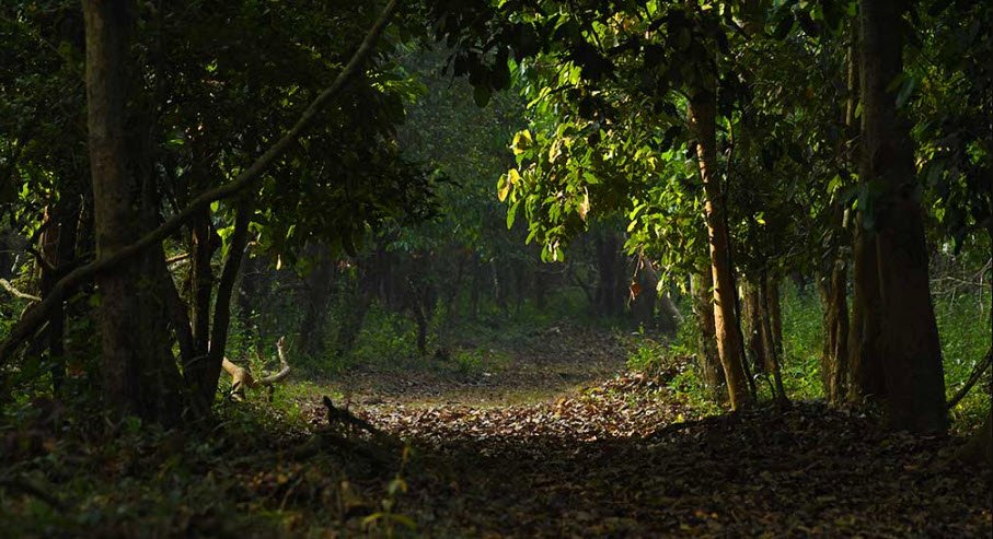 Aralam, Kannur, Kerala - Vushii.com Aralam, Kannur, Kerala - Vushii.com