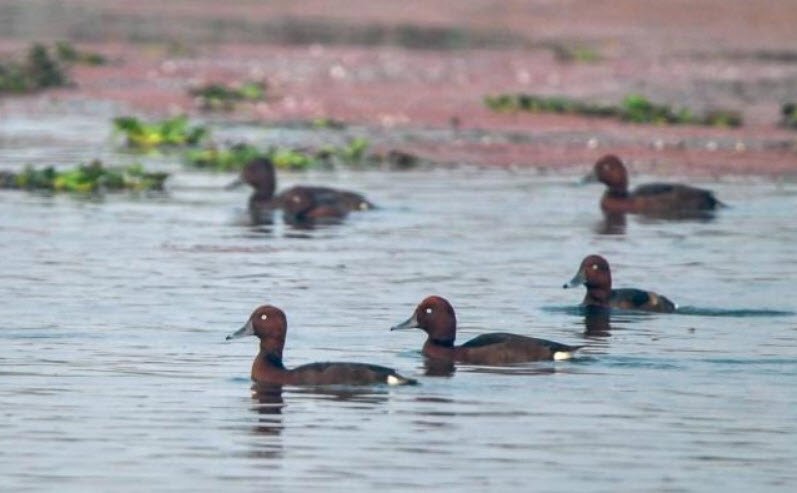 Bkhira Bakhira Wildlife Sanctuary, Sant Kabir Nagar, Uttar Pradesh - Vushii.com